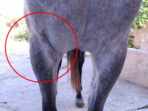 heridas en caballos veterinario de caballos en malaga equidoc