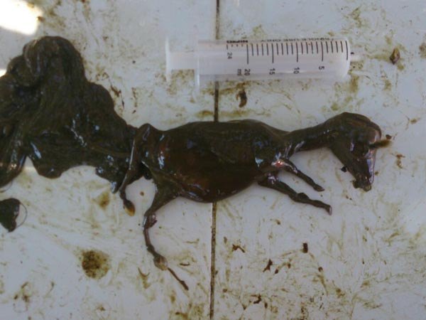 aborto yegua veterinario en malaga clinica movil equidoc