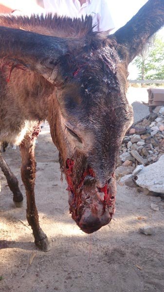 urgencias veterinarias para caballos en malaga equidoc