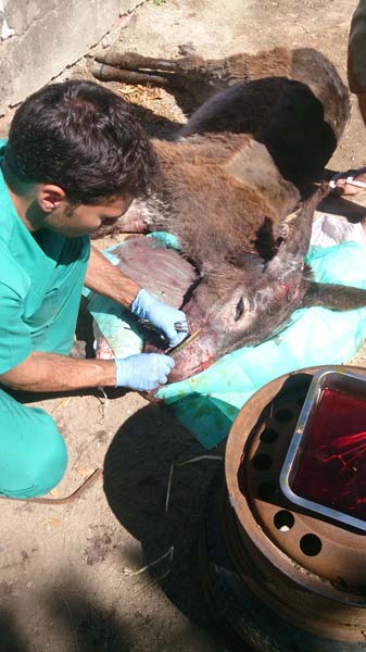 urgencias veterinarias para caballos en malaga equidoc