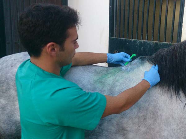 bursitis mal de la cruz veterinario jose maria romero clinica movil equidoc
