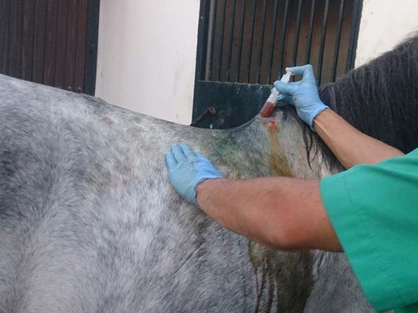 bursitis mal de la cruz veterinario jose maria romero clinica movil equidoc