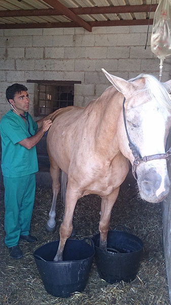 colico veterinario equino en malaga