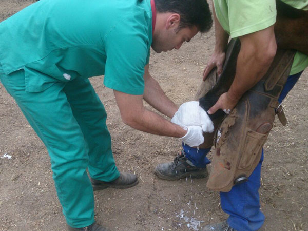 escyolado de urgencia traumatismo en caballos  veterinario de caballos en malaga equidoc