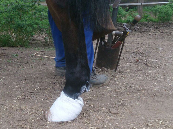 escyolado de urgencia traumatismo en caballos  veterinario de caballos en malaga equidoc