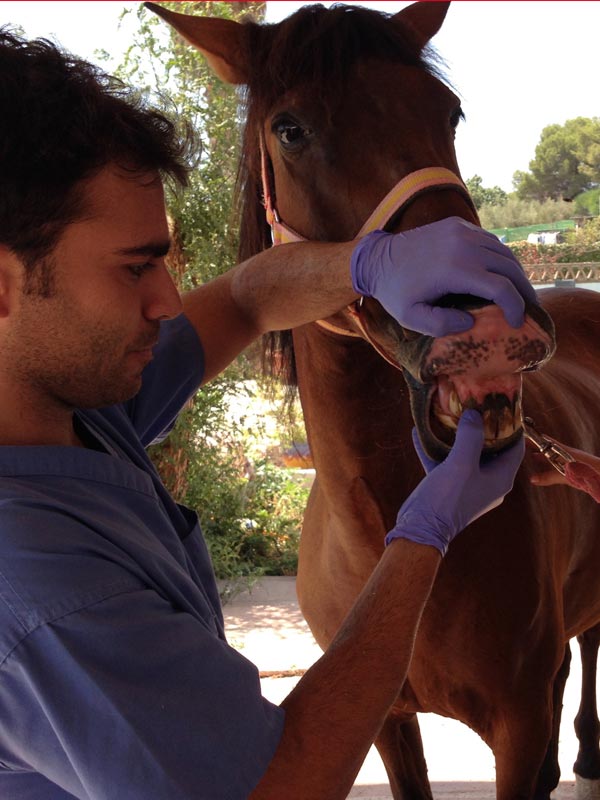 gingivitis veterinario de caballos en malaga equidoc