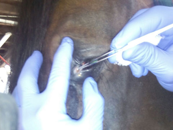 heridas de verano en caballos veterinario de caballos en malaga equidoc