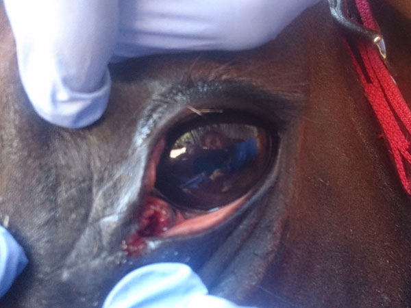 heridas de verano en caballos veterinario de caballos en malaga equidoc
