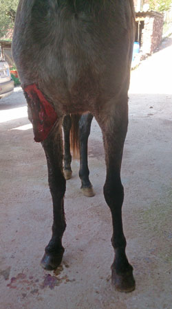 heridas en caballos veterinario equino equidoc
