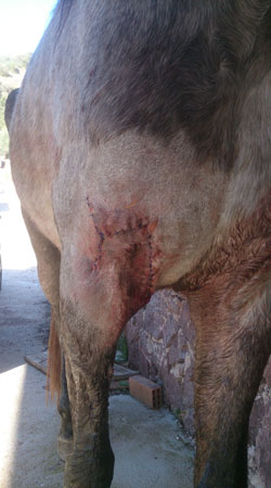 heridas en caballos veterinario equino equidoc