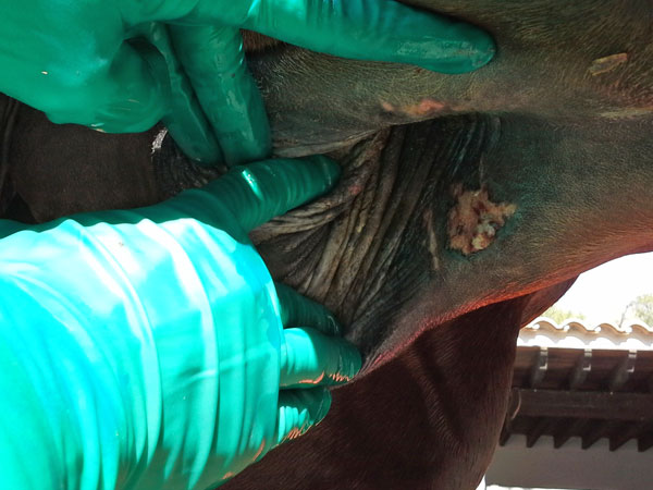 heridas en caballos  veterinario de caballos en malaga equidoc