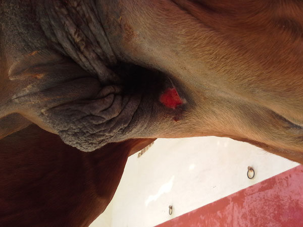 heridas en caballos  veterinario de caballos en malaga equidoc