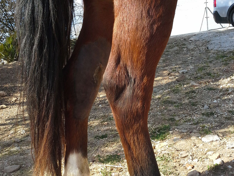 herida punzante en caballos clinica movil equidoc