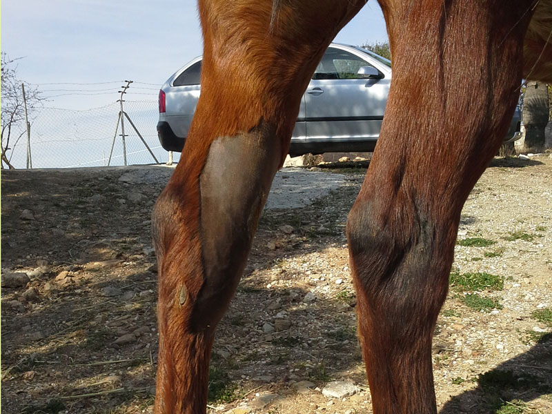 herida punzante en caballos clinica movil equidoc