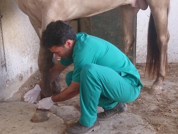 infiltracion articular en caballos veterinario equino en malaga equidoc