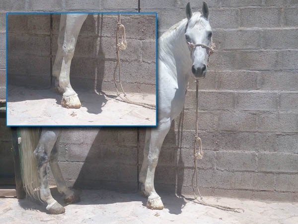 keratoma diagnóstico y tratamiento de cojeras en caballos, veterinario de caballos en malaga