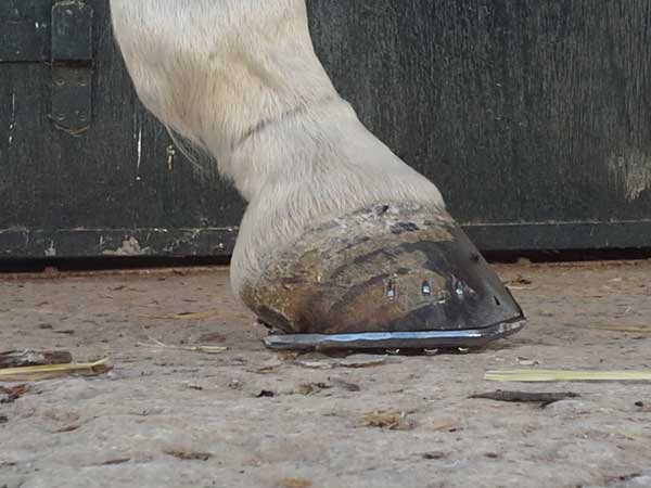 infosura laminitis veterinario de caballos en malaga equidoc
