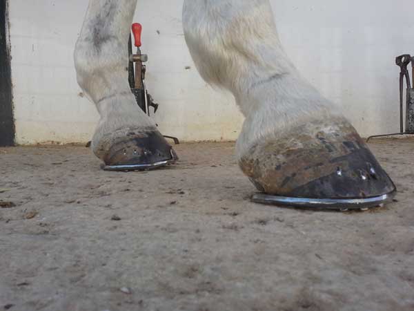 infosura laminitis veterinario de caballos en malaga equidoc