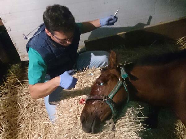 cirugia de campo, veterinario de caballos en malaga, clinica movil equidoc