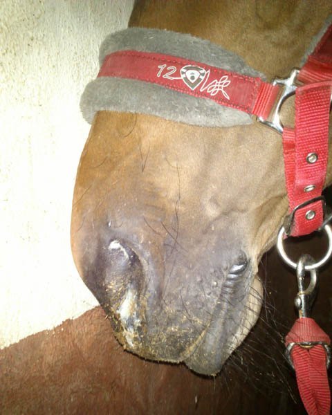 sinusitis en caballos veterinario en malaga