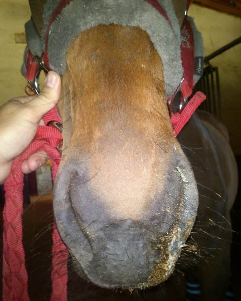 sinusitis en caballos veterinario en malaga