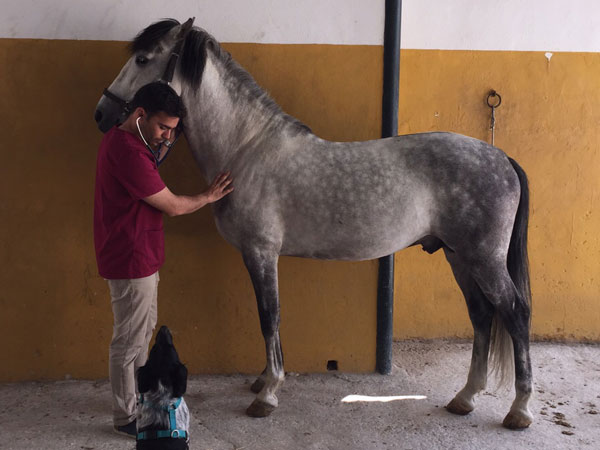 medicina preventiva en caballos veterinario de caballos en malaga