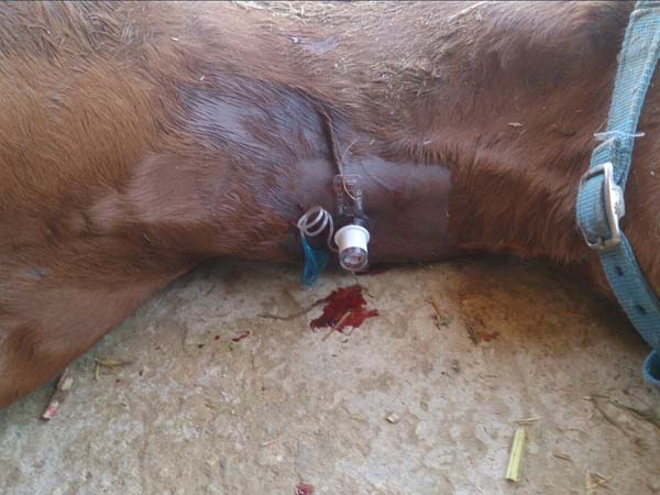 traqueotomia de urgencia veterinario de caballos equidoc en málaga