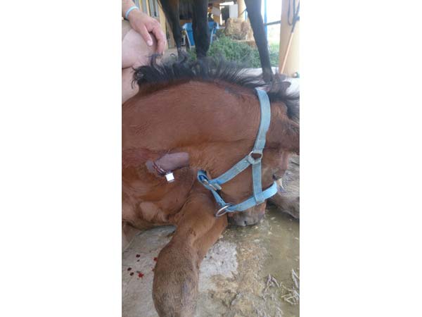 traqueotomia de urgencia veterinario de caballos equidoc en málaga