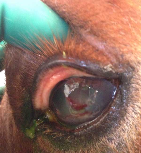 ulcera corneal