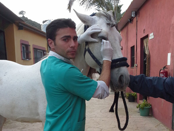 ulcera en un ojo oftalmologia equina veterinario de caballos en malaga equidoc