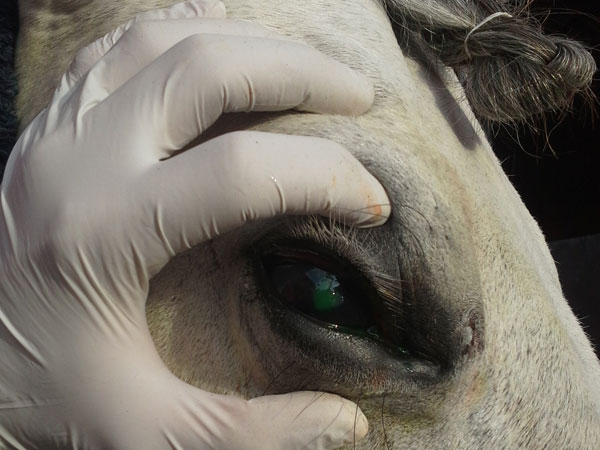 ulcera en un ojo oftalmologia equina veterinario de caballos en malaga equidoc