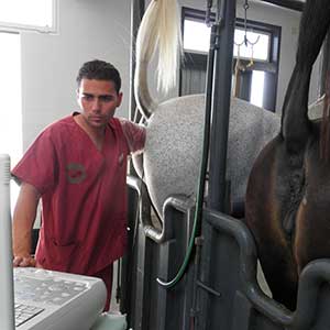 reproducción equina, equidoc veterinario de caballos en malaga