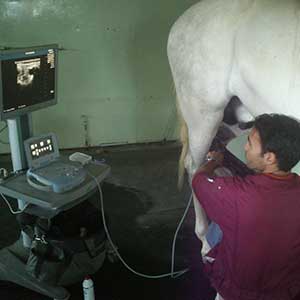  cojeras en caballos veterinario de caballos en malaga