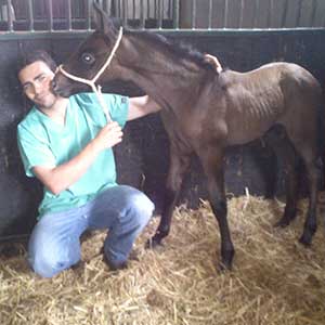 reproducción equina, equidoc veterinario de caballos en malaga