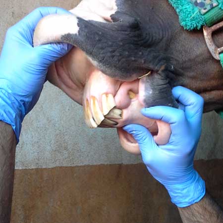 braquignatismo veterinario de caballos en malaga equidoc