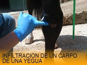 diagnóstico y tratamiento de cojeras en caballos, veterinario de caballos en malaga