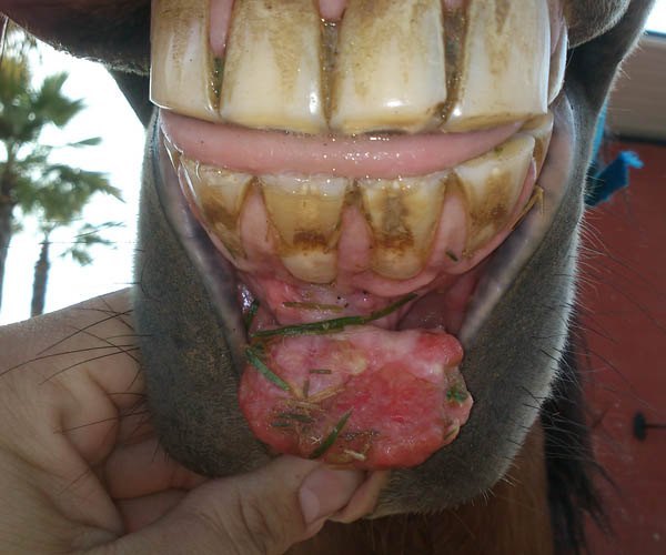odontologia en caballos veterinario de caballos en malaga