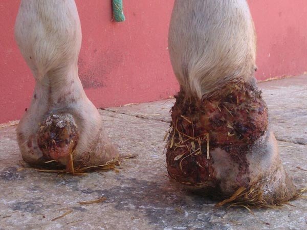 heridas de verano en caballos veterinario de caballos en malaga