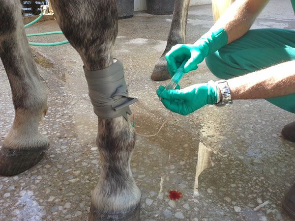 desparasitaciones en caballos veterinario de caballos en malaga