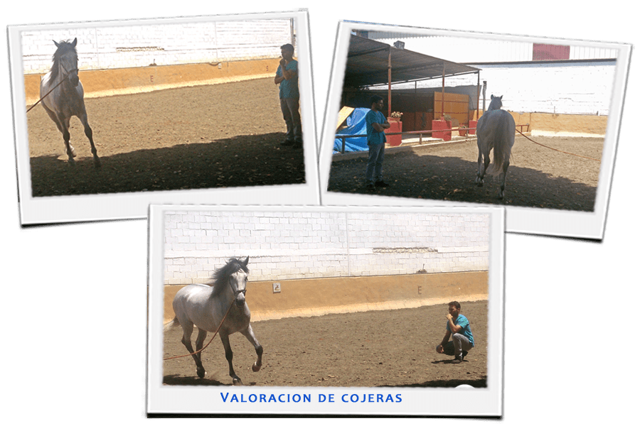 cojeras en caballos veterinario de caballos en malaga
