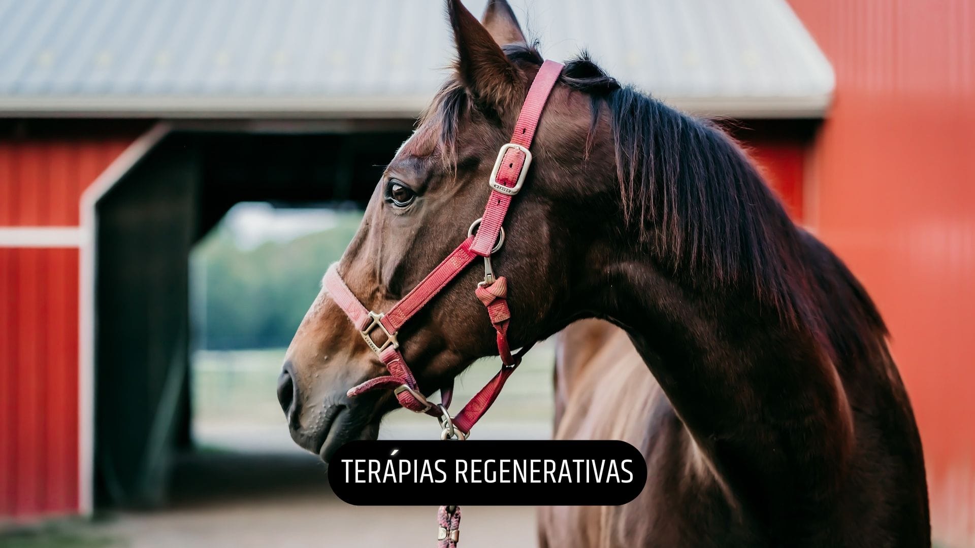 MEDICINA DEPORTIVA (9)