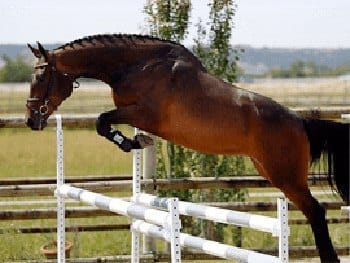Caballos de deporte